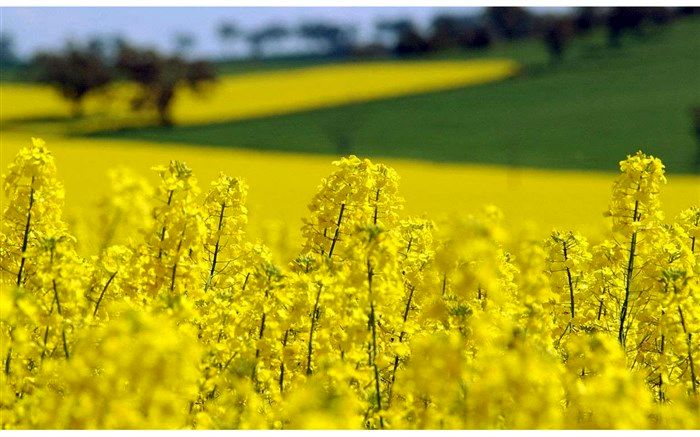 آغاز برداشت دانه روغنی کلزا از مزارع استان اردبیل