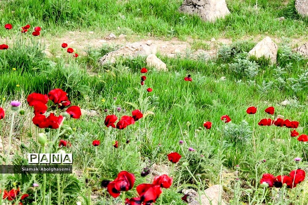 دشت لار