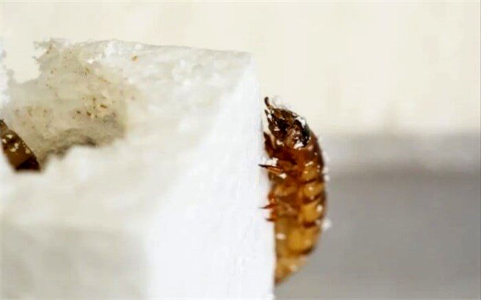 ابرکرم‌ها  چگونه پلاستیک‌هایی را که می‌خورند بازیافت می‌کنند؟