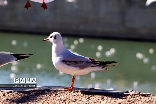 پرندگان مهاجر مهمان این روزهای شیراز