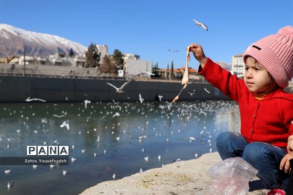 پرندگان مهاجر مهمان این روزهای شیراز