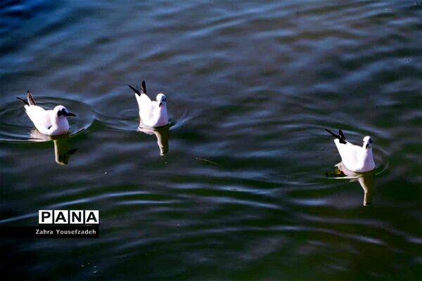 پرندگان مهاجر مهمان این روزهای شیراز