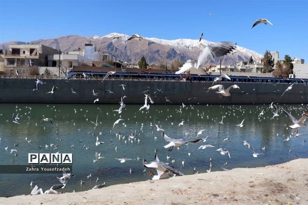 پرندگان مهاجر مهمان این روزهای شیراز