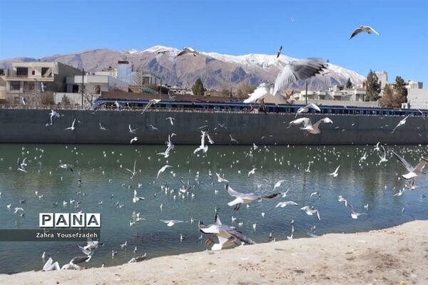 پرندگان مهاجر مهمان این روزهای شیراز