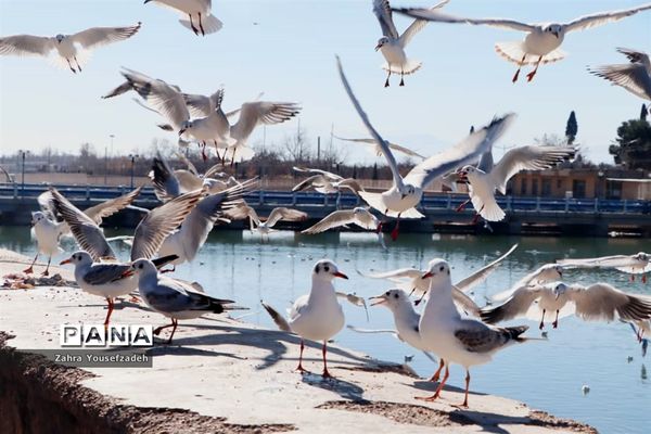 پرندگان مهاجر مهمان این روزهای شیراز