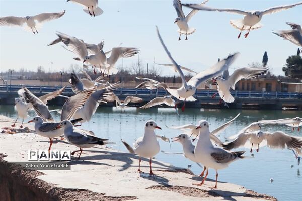 پرندگان مهاجر مهمان این روزهای شیراز