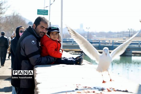 پرندگان مهاجر مهمان این روزهای شیراز