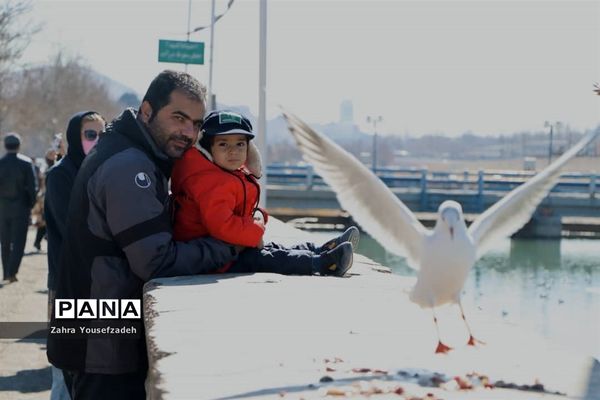 پرندگان مهاجر مهمان این روزهای شیراز