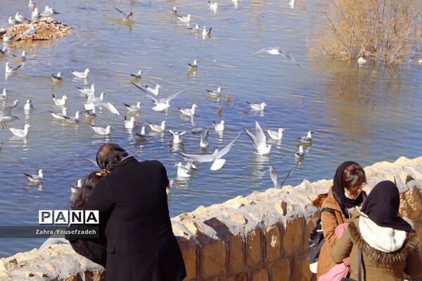 پرندگان مهاجر مهمان این روزهای شیراز