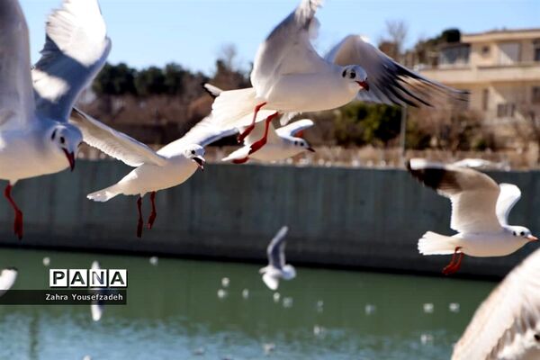 پرندگان مهاجر مهمان این روزهای شیراز