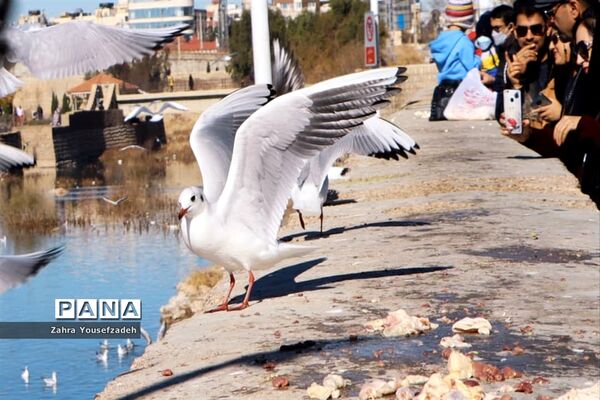 پرندگان مهاجر مهمان این روزهای شیراز