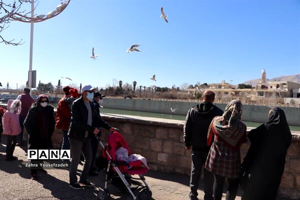 پرندگان مهاجر مهمان این روزهای شیراز