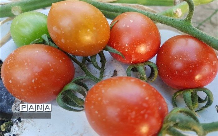 خواص گوجه فرنگی