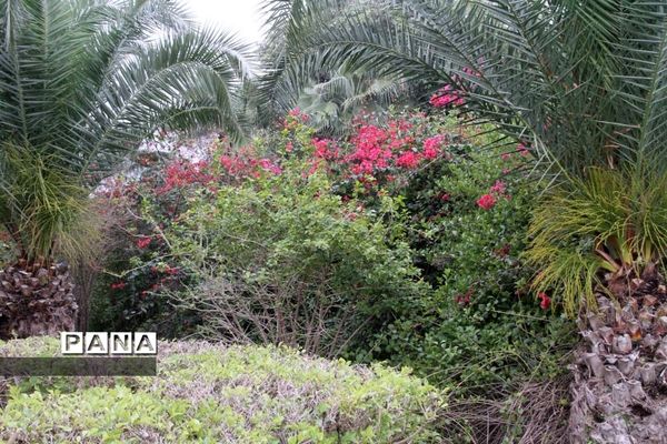 طبیعت زیبای بهبهان