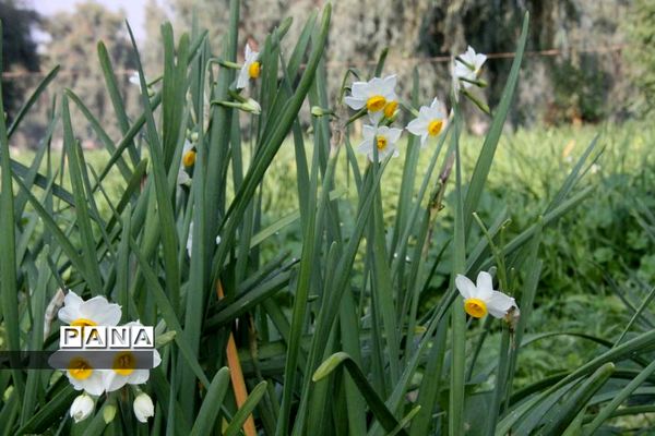 طبیعت زیبای بهبهان