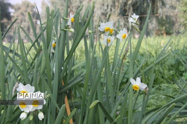 طبیعت زیبای بهبهان