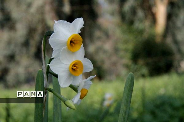 طبیعت زیبای بهبهان