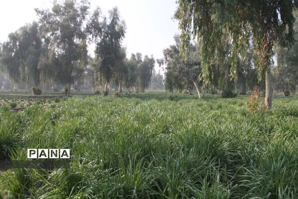 طبیعت زیبای بهبهان