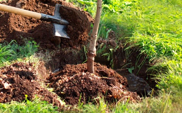 هدف‌گذاری برای کاشت ۵۰۰ میلیون اصله نهال در پویش ایران سرسبز