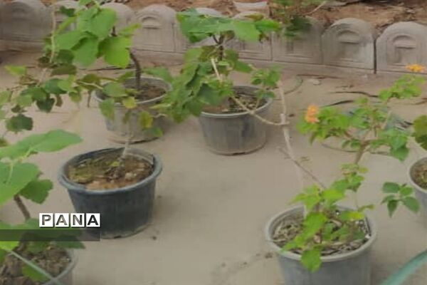 آیین نهال کاری توسط مدافعان سلامت در شهرستان کارون