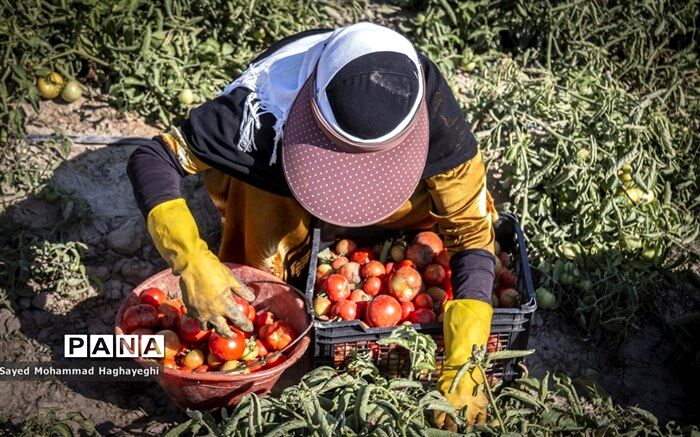 اجرای ناقص بیمه زنان سرپرست‌خانوار؛ تلاش‌ برای تحقق بیمه این زنان ادامه دارد