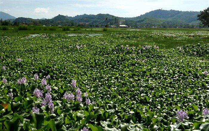 شمارش معکوس برای مرگ تالاب انزلی