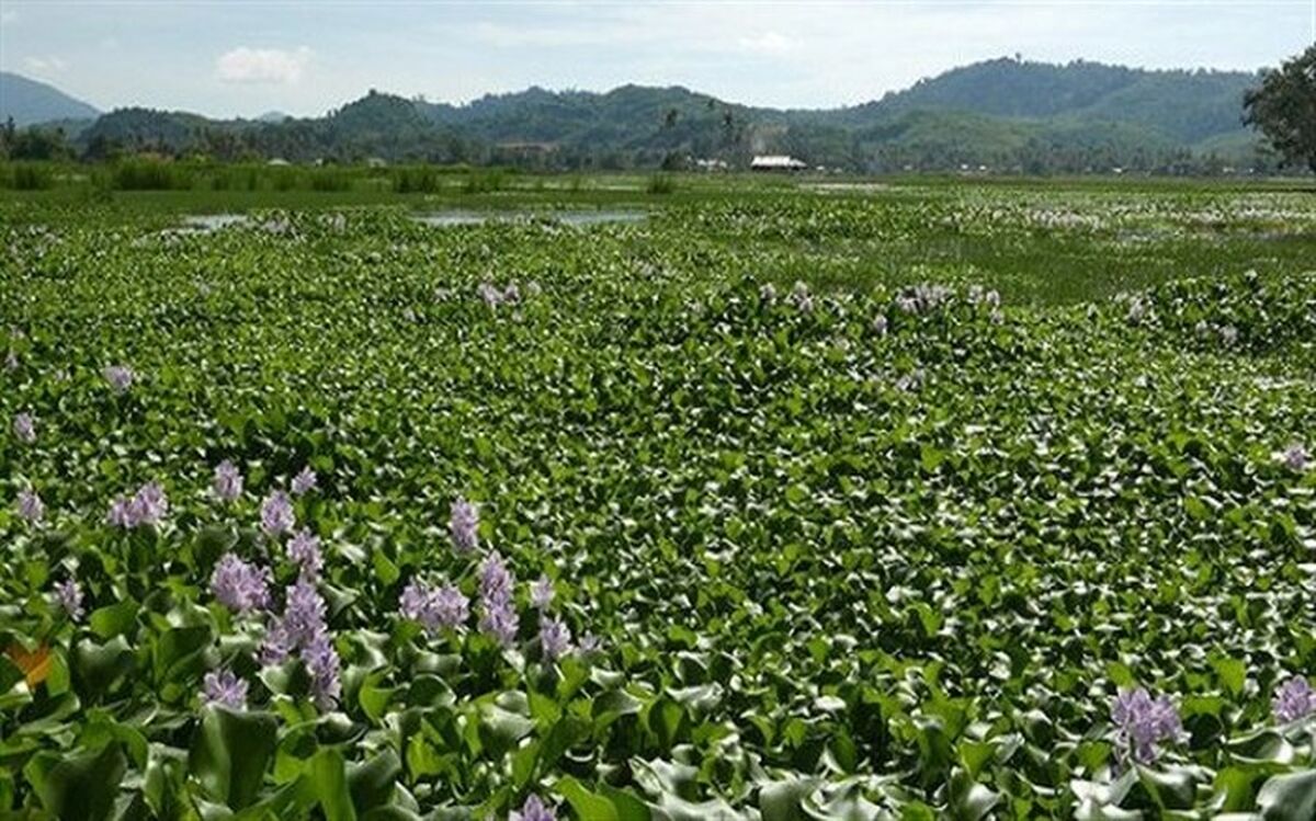 شمارش معکوس برای مرگ تالاب انزلی