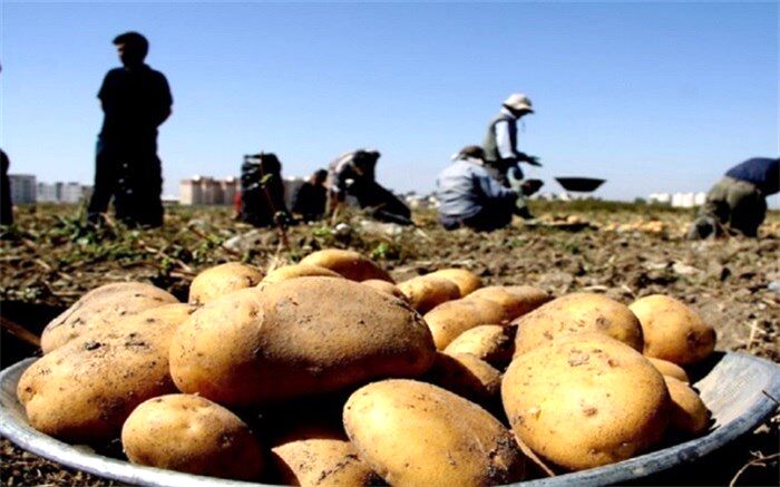 سهمیه صادرات سیب‌زمینی کشور تکمیل شد