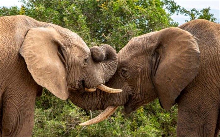 حقایقی جالب درباره فیل‌ها