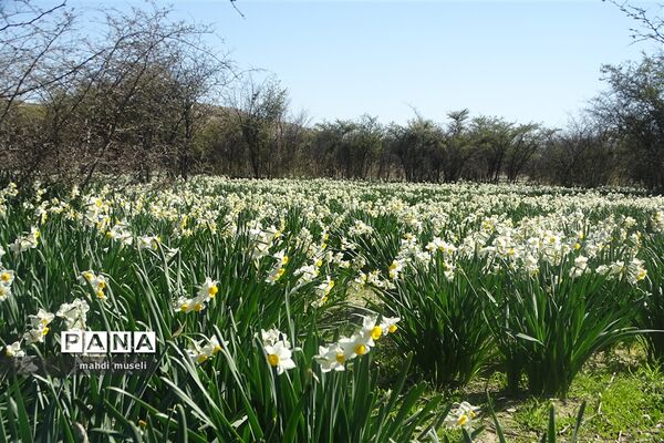 سفر یک روزه معاون استاندار و فرماندار ویژه شهرستان کازرون به بخش جره و بالاده