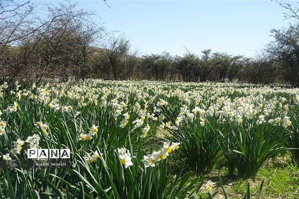 سفر یک روزه معاون استاندار و فرماندار ویژه شهرستان کازرون به بخش جره و بالاده
