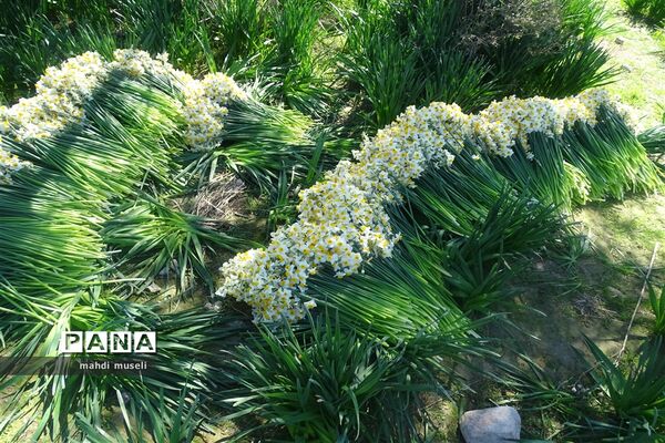 سفر یک روزه معاون استاندار و فرماندار ویژه شهرستان کازرون به بخش جره و بالاده