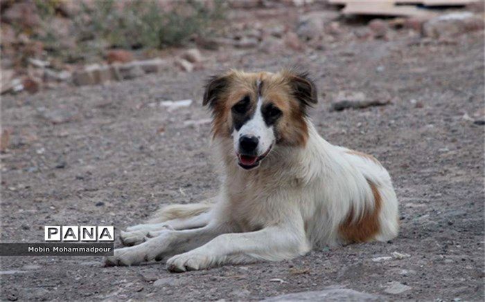 ساماندهی سگ‌های بلاصاحب تبریز