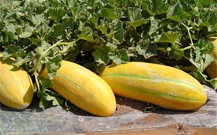 خواص عجیب از خربزه که کمترین شنیده‌اید