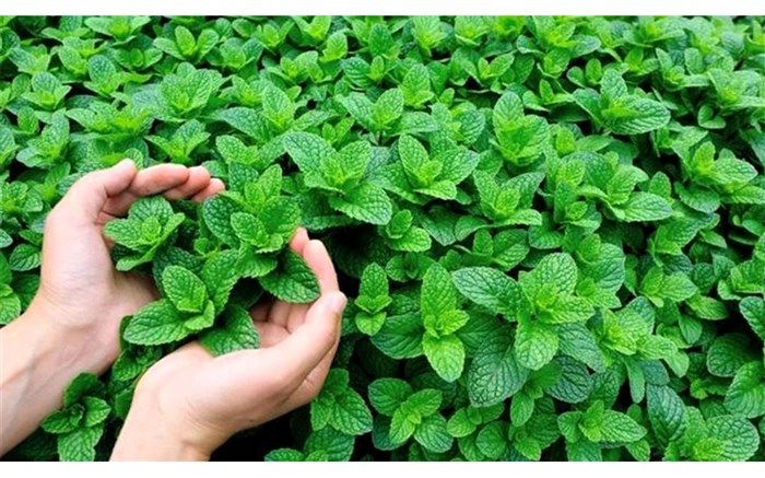 با خواص عجیب گیاه نعناع آشنا شوید