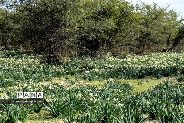 نرگس‌زارهای کازرون