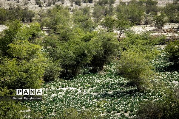 نرگس‌زارهای کازرون