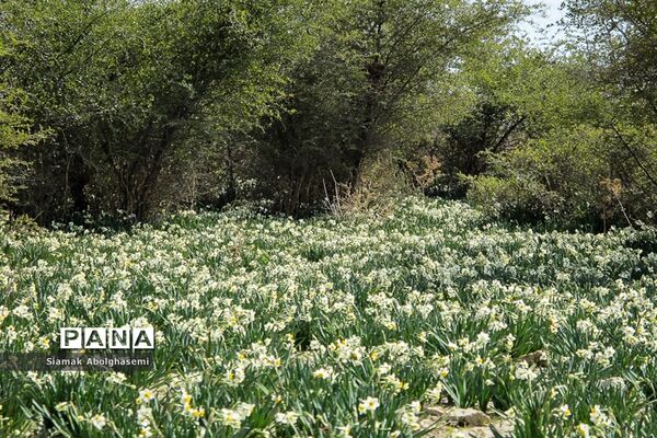 نرگس‌زارهای کازرون