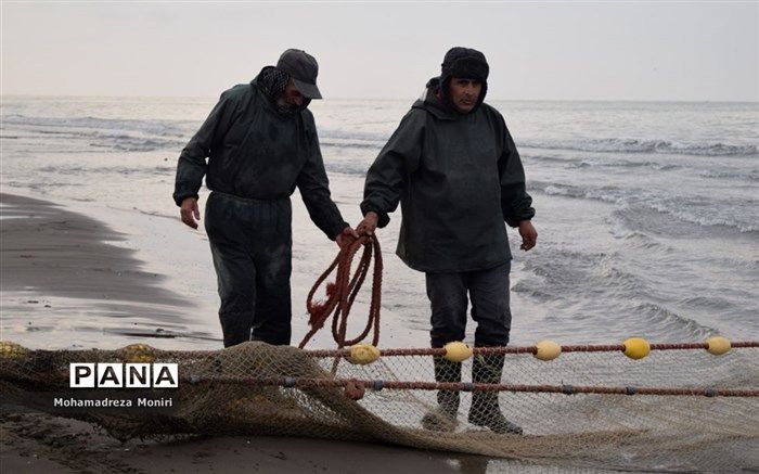 صید ماهیان غضروفی تخلف است