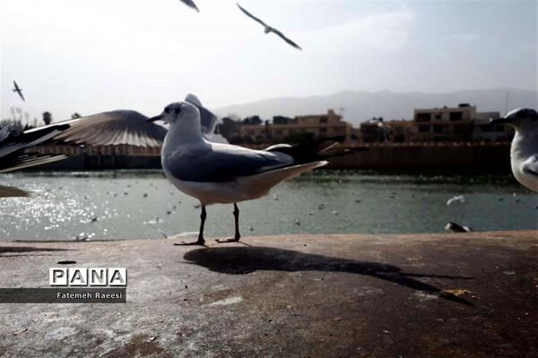 پرندگان مهاجر میهمان این روزهای شیراز