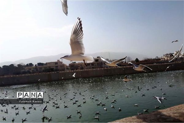 پرندگان مهاجر میهمان این روزهای شیراز
