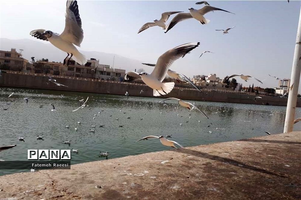 پرندگان مهاجر میهمان این روزهای شیراز