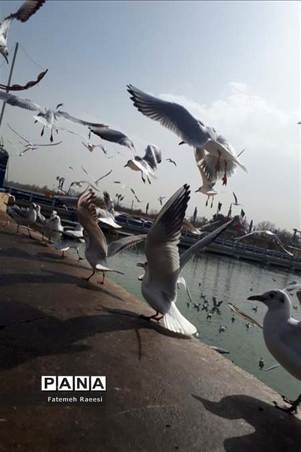 پرندگان مهاجر میهمان این روزهای شیراز