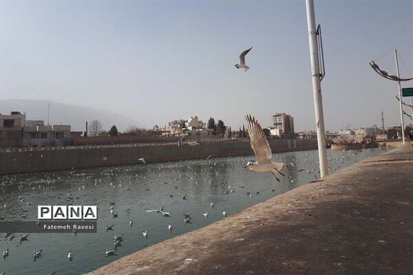 پرندگان مهاجر میهمان این روزهای شیراز