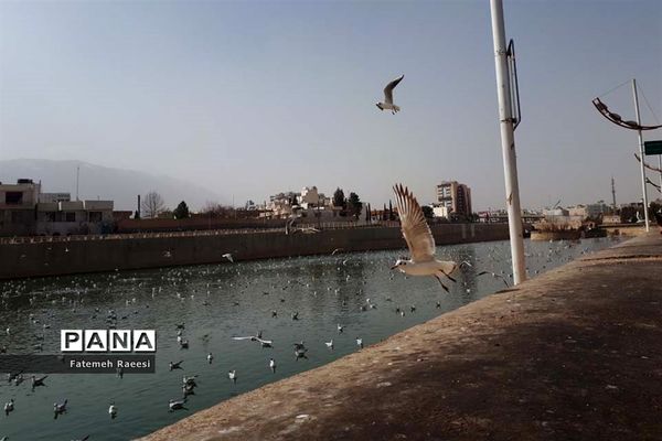 پرندگان مهاجر میهمان این روزهای شیراز