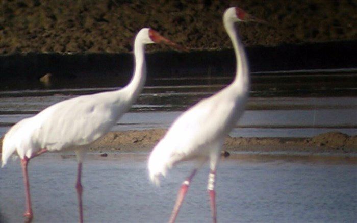 مشاهده ۱۹ قطعه درنا در مناطق شهرستان آبیک