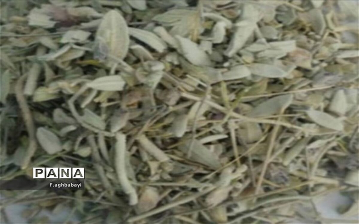 خواص بی‌نظیر اسطو خودوس