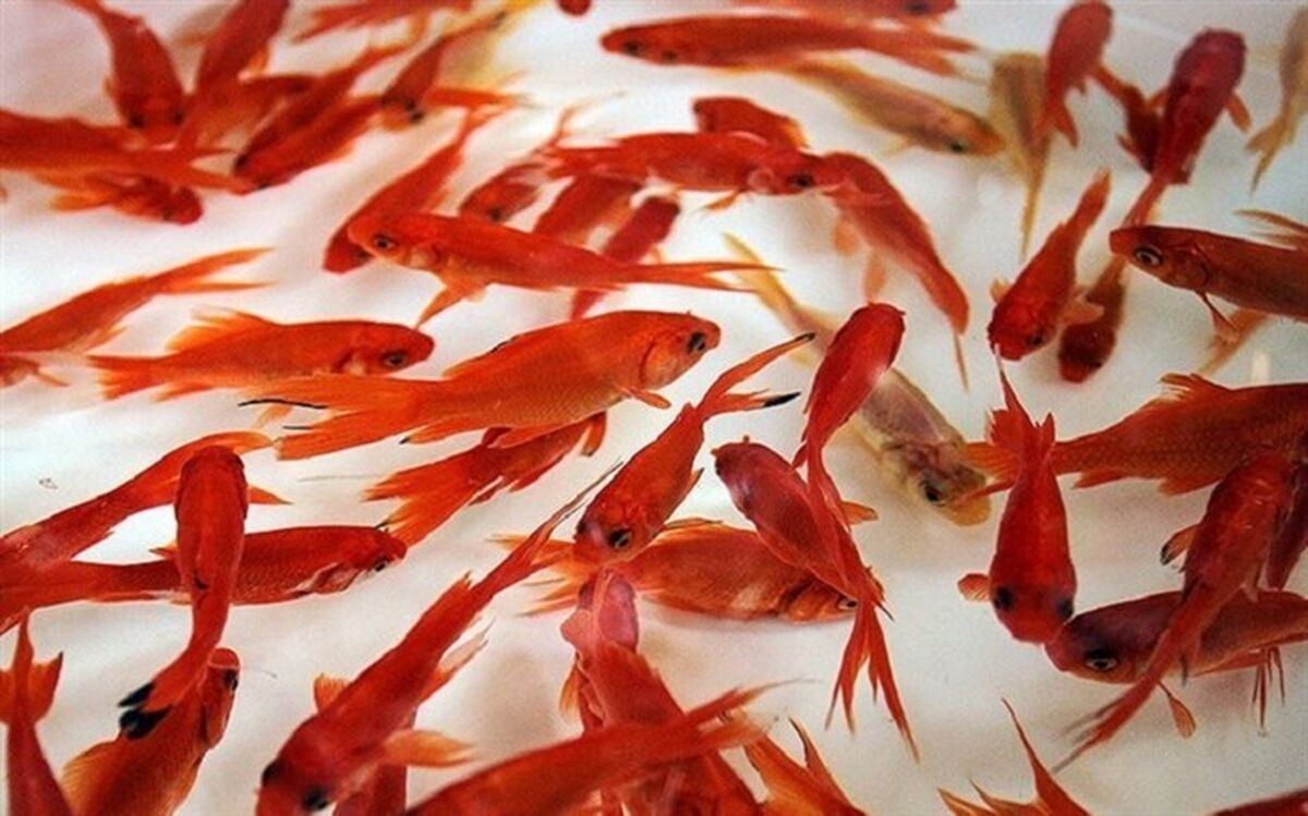 چند نکته برای خرید و نگهداری ماهی قرمز