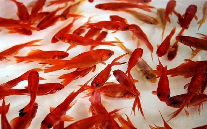چند نکته برای خرید و نگهداری ماهی قرمز