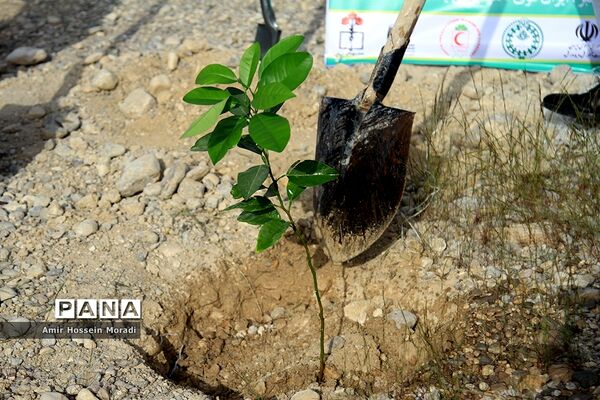 آئین کاشت 1500 اصله نهال در هرمزگان